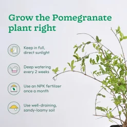 Pomegranate, Lemon, Guava - Combo of 3 Fruit Plants with Grow Bag