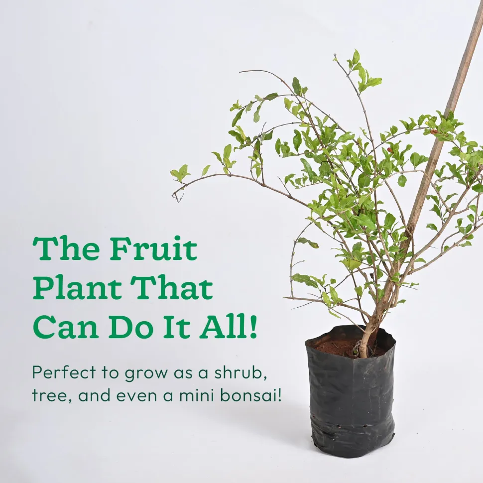 Pomegranate Plant with Grow Bag