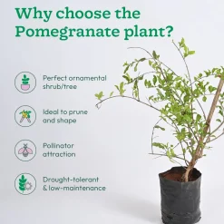 Pomegranate Plant with Grow Bag