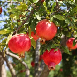 Pomegranate Plant with Grow Bag