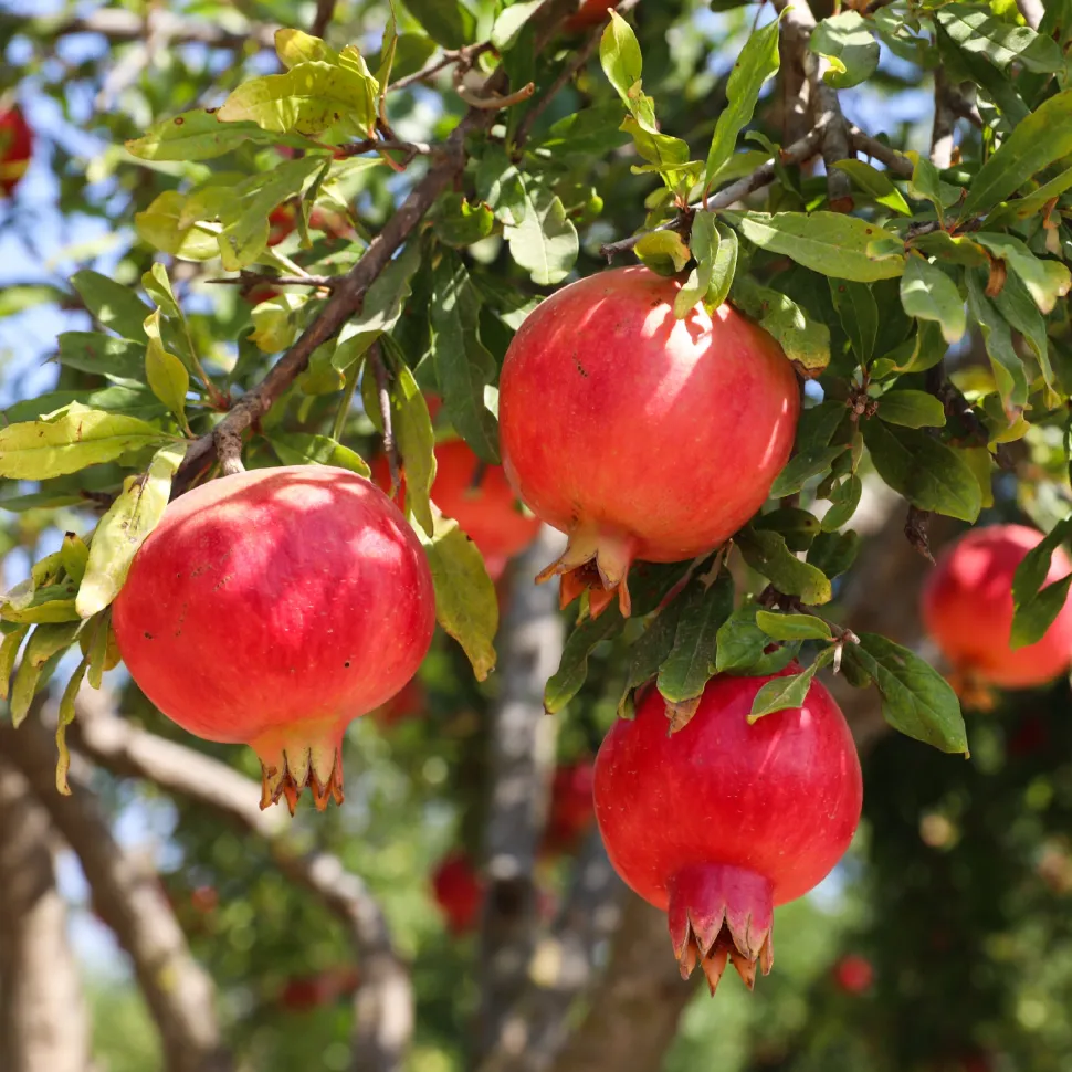 Pomegranate Plant with Grow Bag