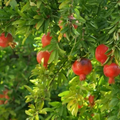Pomegranate Plant with Grow Bag