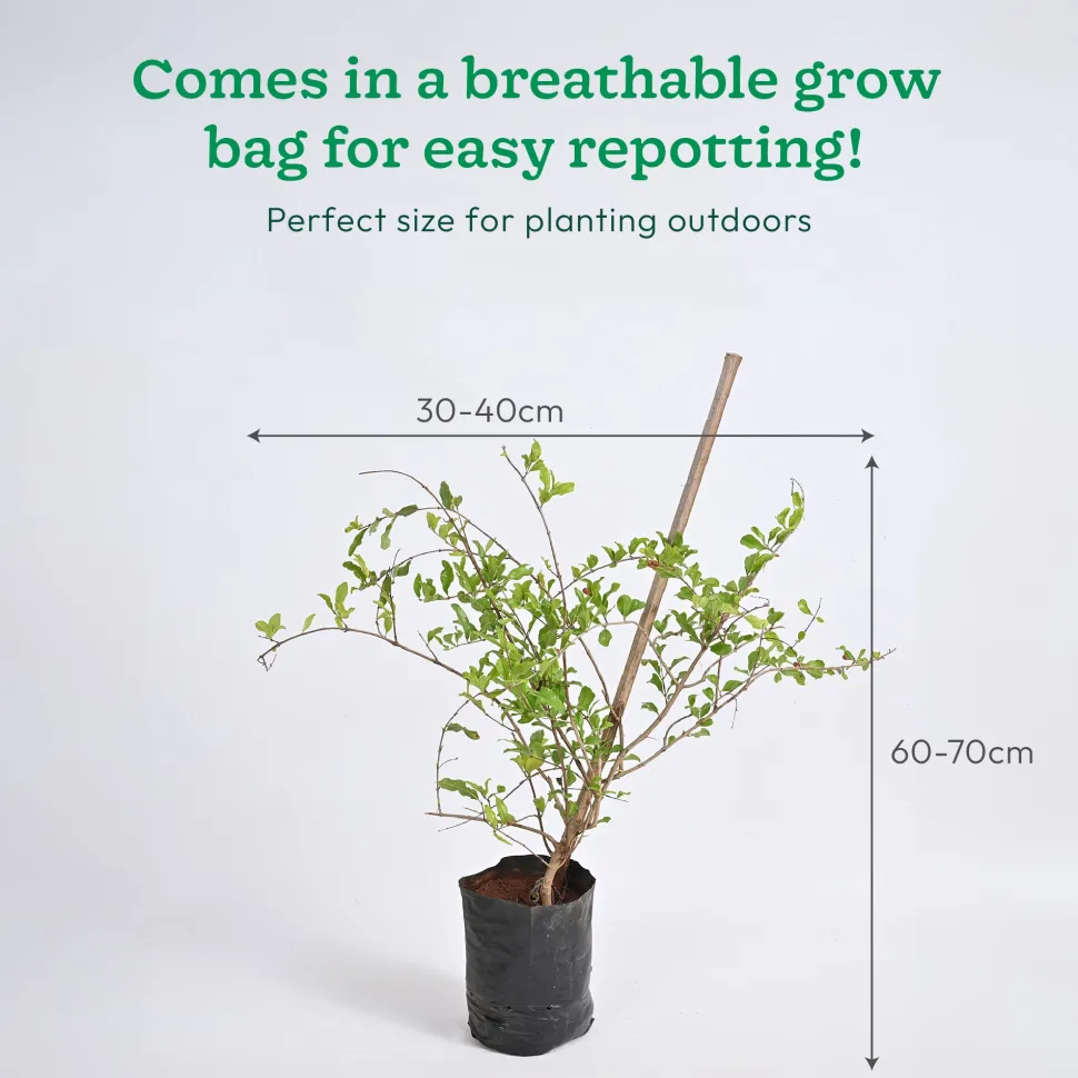 Pomegranate Plant with Grow Bag