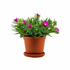 Portulaca Mix Seeds