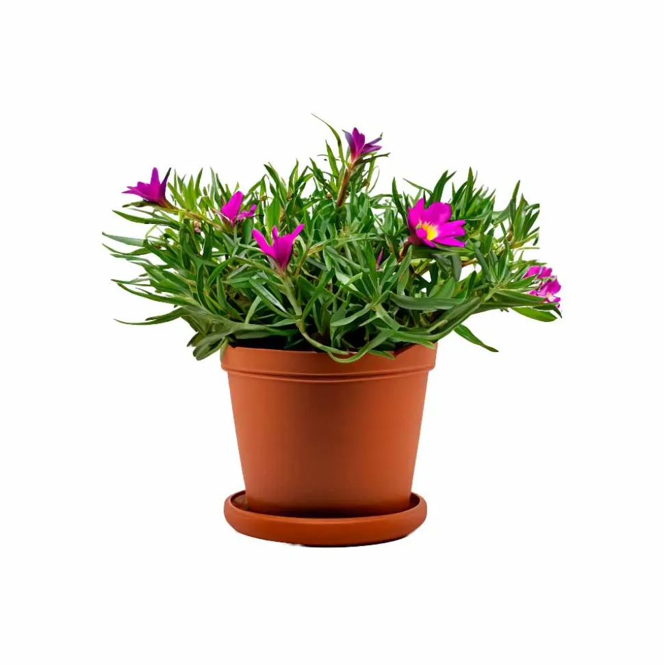 Portulaca Mix Seeds