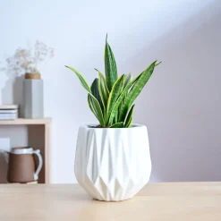 Precious Horcrux Ceramic Pot