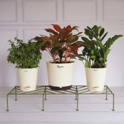 Premium Plants Stand