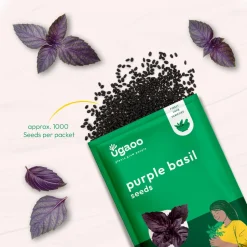 Purple Basil Seeds