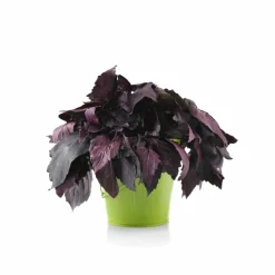 Purple Basil Seeds