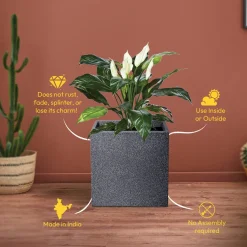 Qubec Planter