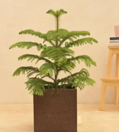 Qubec Planter