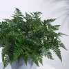 Rabbit's Foot Fern Plant