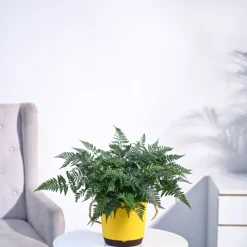 Rabbit's Foot Fern Plant
