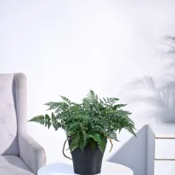 Rabbit's Foot Fern Plant