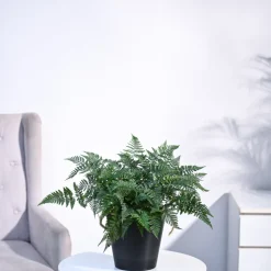 Rabbit's Foot Fern Plant