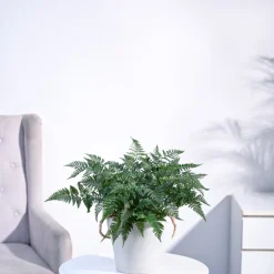 Rabbit's Foot Fern Plant
