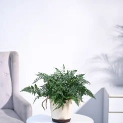 Rabbit's Foot Fern Plant