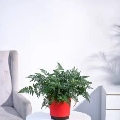 Rabbit's Foot Fern Plant