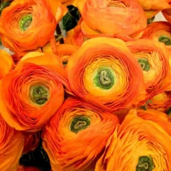 Ranunculus Orange Bulbs