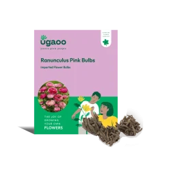 Ranunculus Pink Bulbs