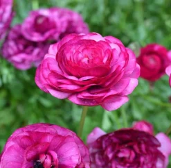 Ranunculus Pink Bulbs