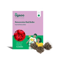 Ranunculus Red Bulbs
