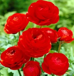 Ranunculus Red Bulbs