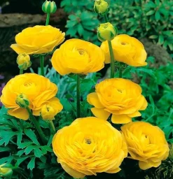Ranunculus Yellow Bulbs