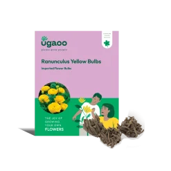 Ranunculus Yellow Bulbs
