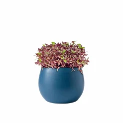 Red Amaranthus Seeds (Red Math)