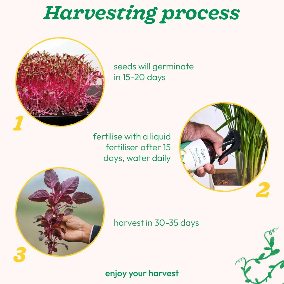 Red Amaranthus Seeds (Red Math)
