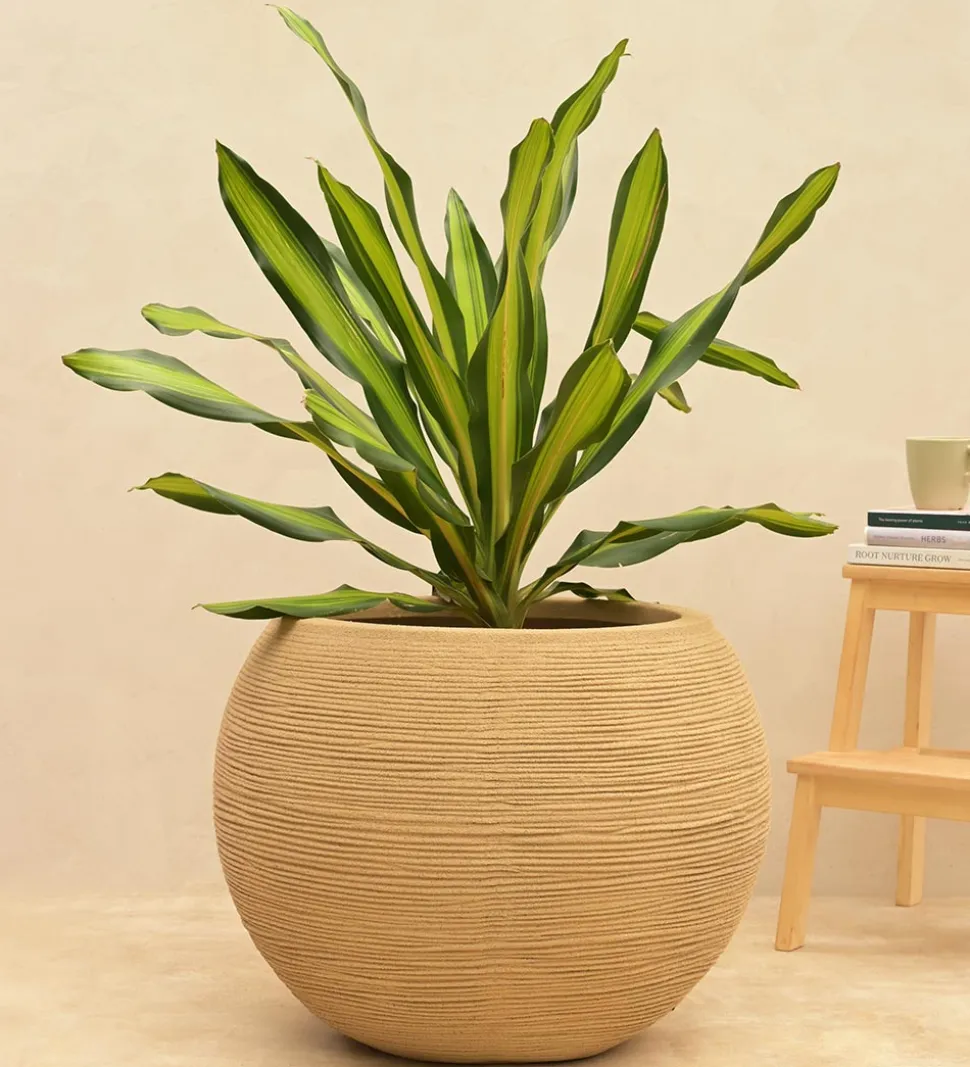 Rib Bowl Planter