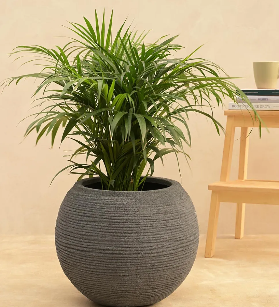 Rib Bowl Planter