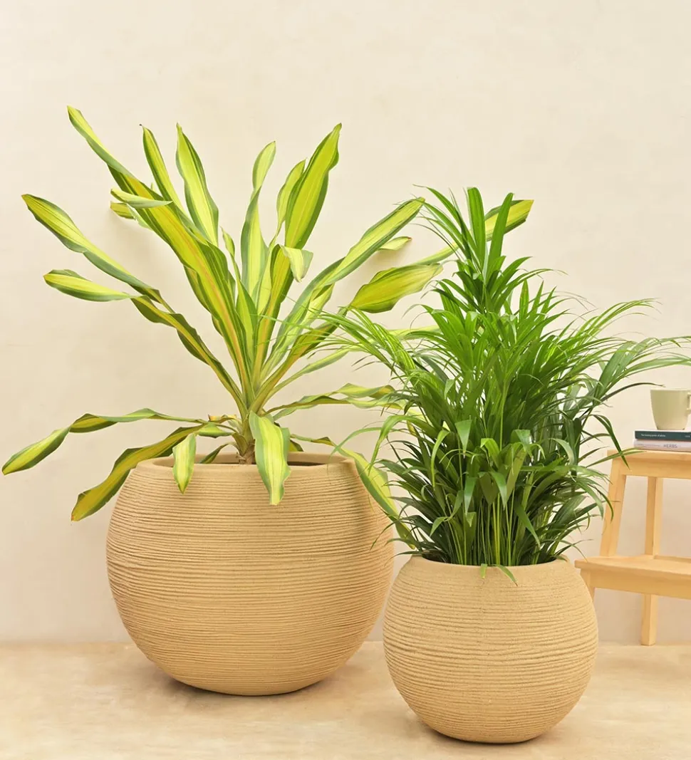 Rib Bowl Planter