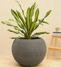 Rib Bowl Planter