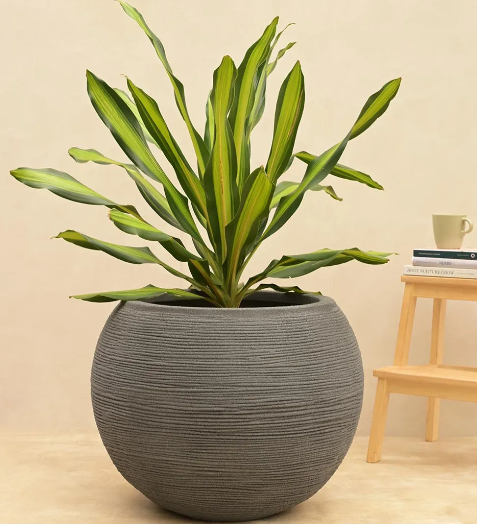 Rib Bowl Planter