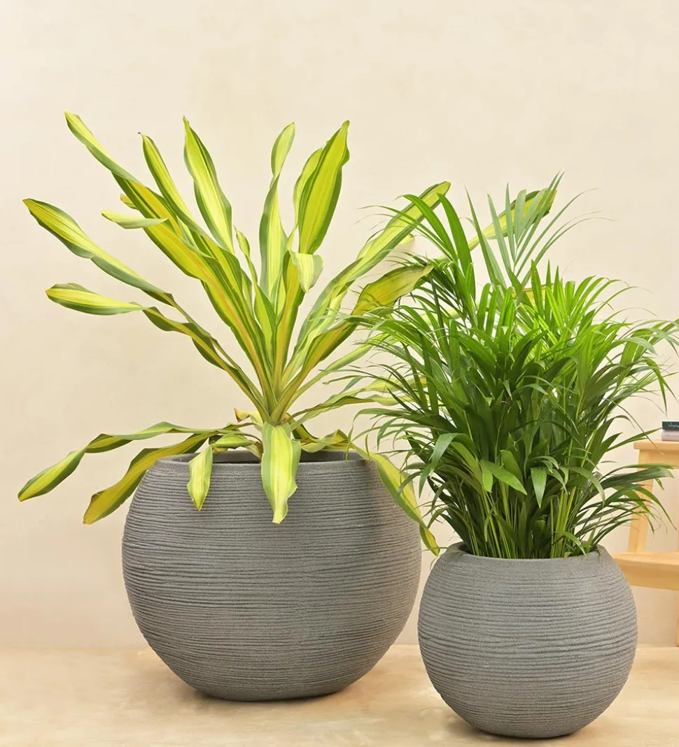 Rib Bowl Planter