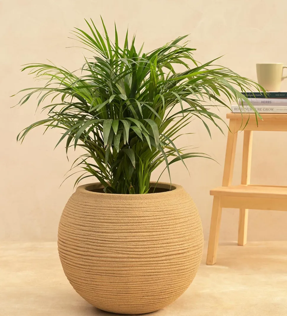 Rib Bowl Planter