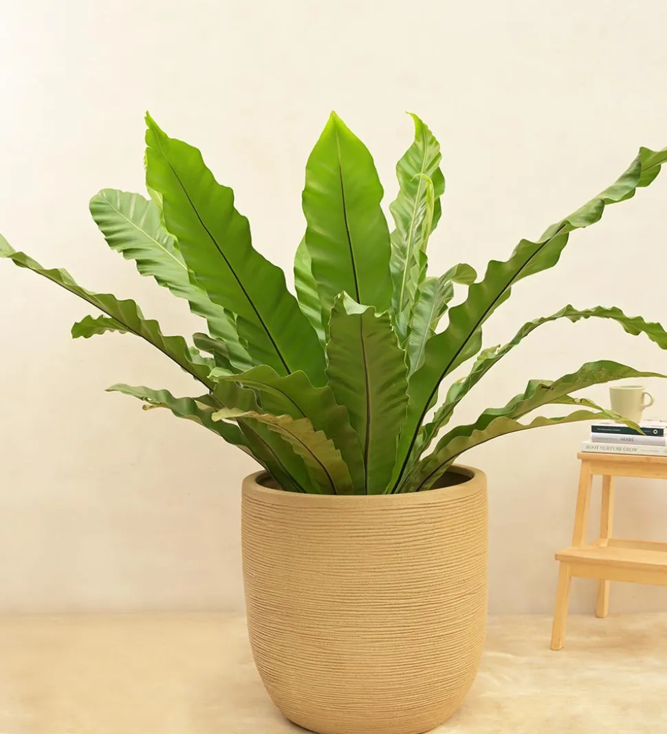 Rib Short Planter