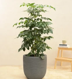 Rib Short Planter