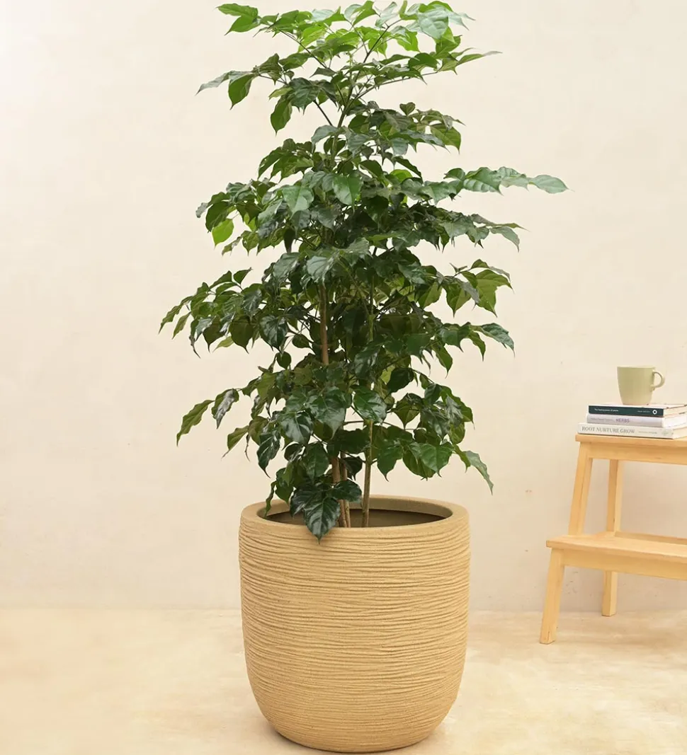 Rib Short Planter