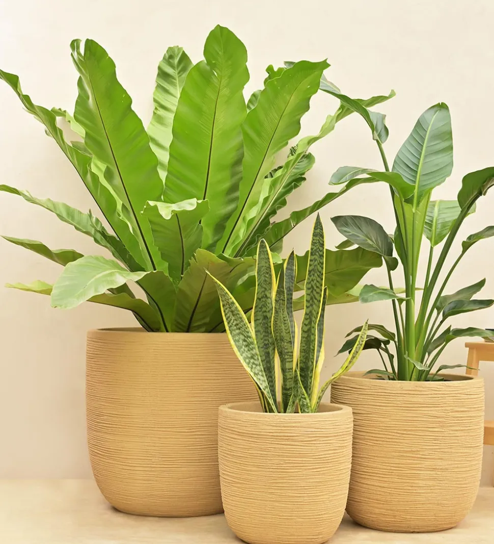 Rib Short Planter