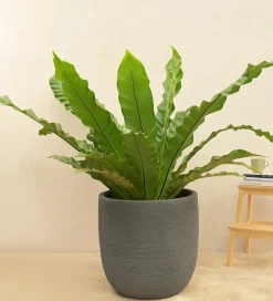 Rib Short Planter