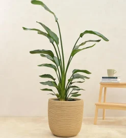 Rib Short Planter