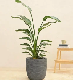 Rib Short Planter