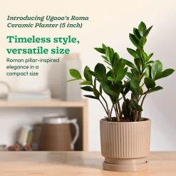 Roma Ceramic Pot