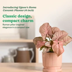 Roma Ceramic Pot