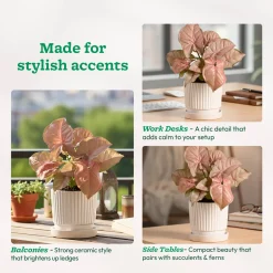 Roma Ceramic Pot
