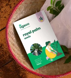 Royal Palm Seeds - 100 g