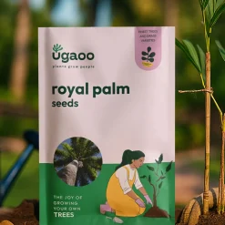 Royal Palm Seeds - 100 g
